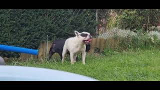 Französische Bulldogge bei der Paarung [upl. by Slosberg]