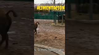 Bisontes Cómo Viven y Se Adaptan a su Entorno shorts bisonte animalessalvajes [upl. by Lipman798]