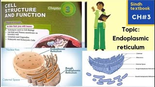 Endoplasmic Reticulum l ER l Types of ER l Vell structure and function l XI biology [upl. by Kahler]