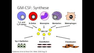 GCSF und GMCSF [upl. by Nosaes]