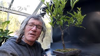 Pruning My Calamondin Orange The Bonsai Zone Oct 2024 [upl. by Ranson744]