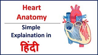 Anatomy Structure of Heart in Hindi  Bhushan Science [upl. by Myca]