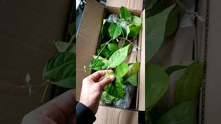 Ayahuasca Vines medicine plants [upl. by Yetak]