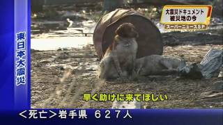 Ultimate Loyalty Japanese Dog Refuses To Leave Injured Friend Behind [upl. by Kelsi600]