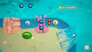 Cellular Respiration Electron Transport Chain  animated [upl. by Herson]