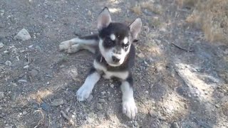 Our Gerberian Shepsky Puppies Outside For The First Time At 5 Weeks [upl. by Lauri]