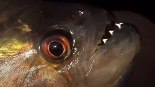 Vicious Piranha Moments  BBC Earth [upl. by Oiredised]