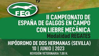 II CAMPEONATO DE ESPAÑA DE GALGOS EN CAMPO CON LIEBRE MECÁNICA [upl. by Emmanuel697]