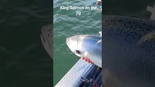 King Salmon on the Jig fishing fish outdoors salmon jigging [upl. by Beach]