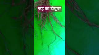 Nematodes infection in tomatoytshorts shortvideo viralvideo agrivlog [upl. by Ragouzis892]