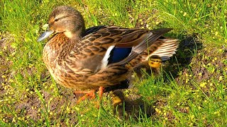 Mrs Mallard Duck Hen with the First Two Ducklings of the Year 4K [upl. by Josh]