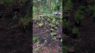 How landscapers volunteer planting natives landscaper shrubs trees nativeplants [upl. by Earahs]