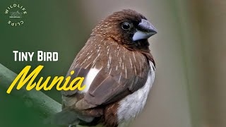 Whiterumped Munia  Munia Bird [upl. by Hamann]