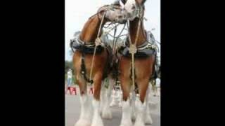 Budweiser Clydesdales come to Petoskey [upl. by Natividad]