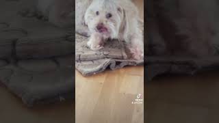 Mono chipoo chipoodle dogshorts dogofyoutube [upl. by Yer522]