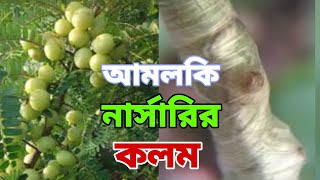 আমলকি গাছের কলম করার নিয়ম। how to graft amalaki tree [upl. by Haisoj849]