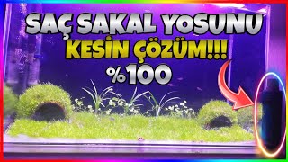 AKVARYUM YOSUN SORUNU KESİN ÇÖZÜM SAÇ SAKAL YOSUNU REMALGAE KULLANIMI [upl. by Ebeohp]