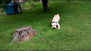 Soft Coated Wheaten Terrier Zoomies On Dog Run [upl. by Athene857]