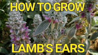 How to grow Lambs Ears Stachys Byzantina [upl. by Carper101]