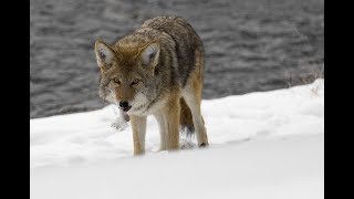 Echinococcus multilocularis infections in Alberta Canada [upl. by Ball]