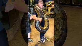 The worlds most dangerous anaconda snake🐉 shorts animals [upl. by Noj84]