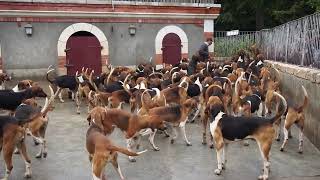 100 Crazy Dogs at Château de Cheverny France [upl. by Loggins]