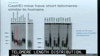 Telomerase and the Consequences of Telomere Dysfunction [upl. by Yllier]