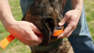 Ep3  K9 Dog Training with Mike Ritland Ecollar fitting and set up [upl. by Yroc924]