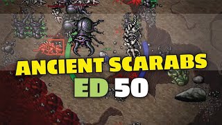 Ancient Scarabs  ED 50 solo  Tibia hunting [upl. by Leal905]