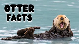 Otter Facts Cuter Than You Think [upl. by Ahsaei622]