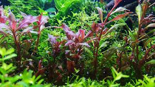 Plant aquarium photosynthesis [upl. by Siladnerb]