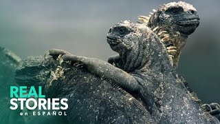 Explorando El Ecosistema Único De Las Islas Galápagos  Galápagos Salvaje  Real Stories En Español [upl. by Aciraa583]