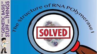 The structure of RNA polymerase I A 50 year mystery solved [upl. by Esinahs962]