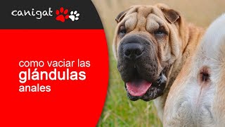 ¿Cómo vaciar las glándulas anales de mi perro 🐶🐾 Consejos veterinarios perro [upl. by Erehpotsirhc]