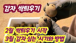 감자 싹틔우기 시작합니다 3월에 심는 감자 2월에 싹틔우기와 감자 심는 시기와 방법 알아봅니다 [upl. by Wiley646]