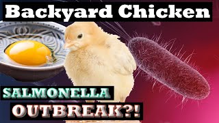 Salmonella Outbreak from Backyard Chickens What it is and how to stay safe  Lacey Family Farms [upl. by Elimaj]