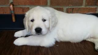 White Golden Retriever Puppies Brit boys [upl. by Klecka]