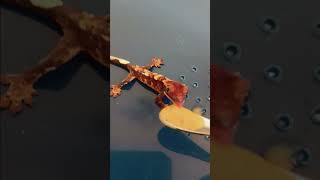 Crested Gecko Hatchling 1st Feeding  eats my neighbors cat [upl. by Elraet]