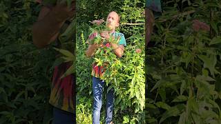 Hemp Agrimony eupatorium cannabinum nativeplants herbs adventure roadside hedges adventure [upl. by Aerol]