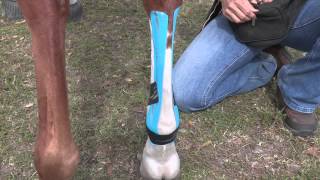 EquiTaping a Suspensory Ligament amp Providing Tendon Support [upl. by Nylia]