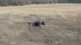 2015 Blood Trailing  Bluetick Training feat Jedidiah The Hound [upl. by Naerda734]