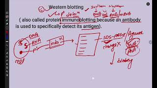 Tools and Techniques  Western blotting  Immunoblotting  Antibody Antigen detection [upl. by Toddie]