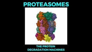 Proteasomes  the protein degradation machines [upl. by Assilim680]