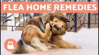 My 3 Favorite Home Remedies for Fleas On Dogs [upl. by Anuat]