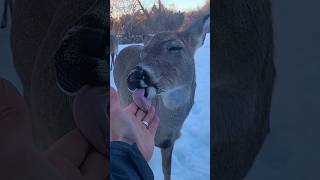 Deer Licks Me Like A Lollipop [upl. by Veno880]