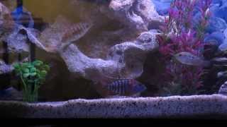 Cichlids sifting sand for food and nutrients HD 720p [upl. by Ettenad227]