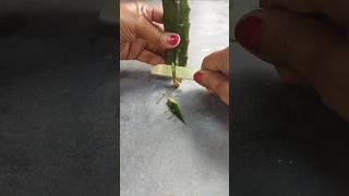 How To Propagate 🌱Dragon Fruit Plant 🌿 From Cutting ✂shortsshortsfeedyoutubegardeningdragonyt [upl. by Adalheid]