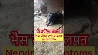 Nerving symptoms in buffalo l Meningitis l Surra l Trypanosomiasis l dr Umar khan [upl. by Eli]