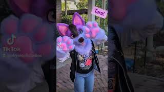 Taro  FURSUIT FEATURE fursuitmaker fursuit [upl. by Josepha]