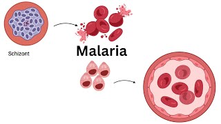 UNDERSTANDING the LIFE CYCLE of PLASMODIUM falciparum Stages of Malaria Infection Explained [upl. by Siddra]